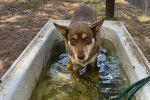 Un Kelpie Shepherd dans l'eau et portant un collier autour du cou