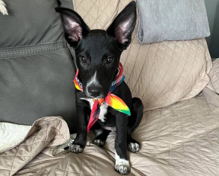 Un Kelpie Shepherd assis sur un canapé et portant un foulard noué autour du cou