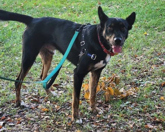 Un Kelpie Shepherd sur un terrain herbeux et qui est tenu en laisse 