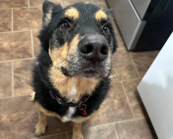Un Kelpie Shepherd assis sur un sol carrelé et portant un collier autour du cou