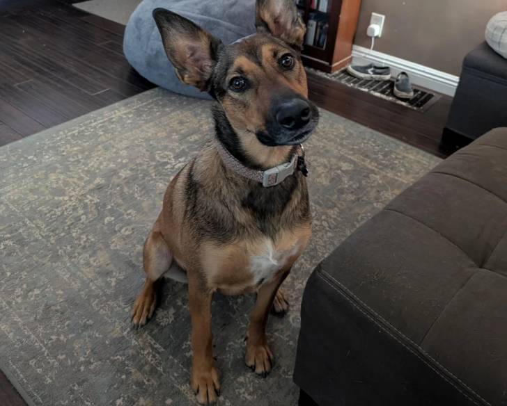 Un Kelpie Shepherd assis sur un tapis et portant un collier autour du cou
