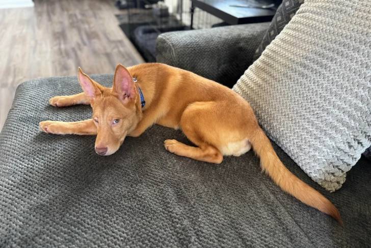 Un Kelpie Shepherd allongé sur un canapé et portant un collier autour du cou