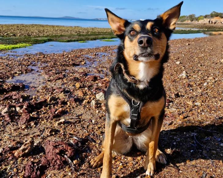 Un Kelpie Shepherd portant un collier autour du cou et un harnais 