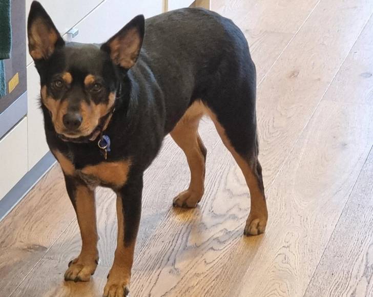 Un Kelpie Shepherd sur un plancher et portant un collier autour du cou