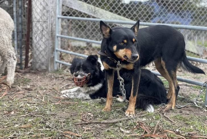 Un Kelpie Shepherd sur une surface herbacée et qui est tenu en laisse 