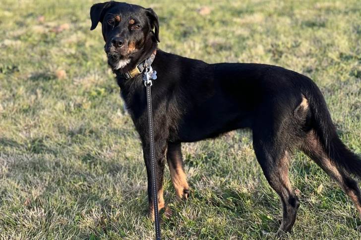 Un Kelpie Shepherd sur une surface gazonnée et qui est tenu en laisse 