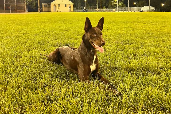 Un Kelpie Shepherd allongé sur une surface gazonnée et ayant la langue pendante 