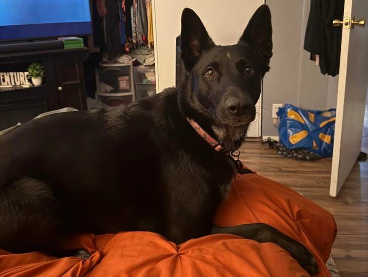 Un Kelpie Shepherd allongé et portant un collier autour du cou
