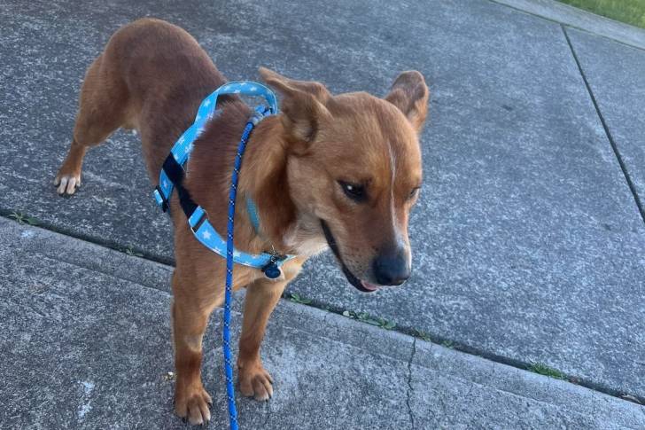 Un Kelpie Shepherd sur une surface bétonnée et qui est tenu en laisse 
