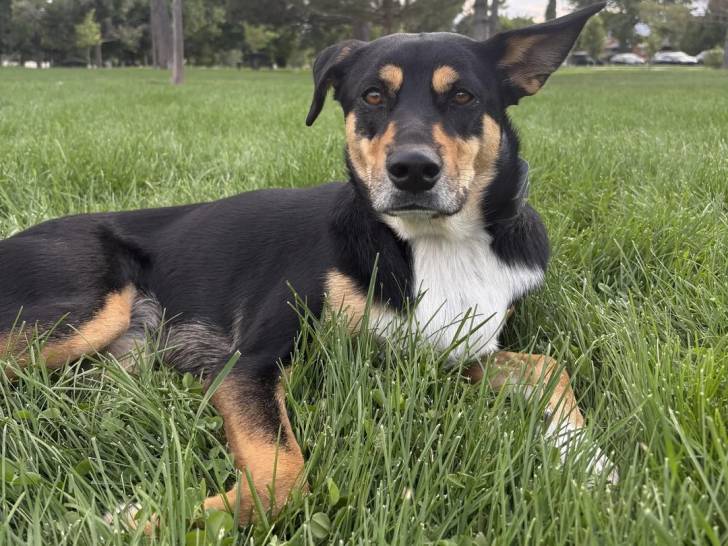 Un Kelpie Shepherd allongé sur une surface gazonnée et semblant détendu 