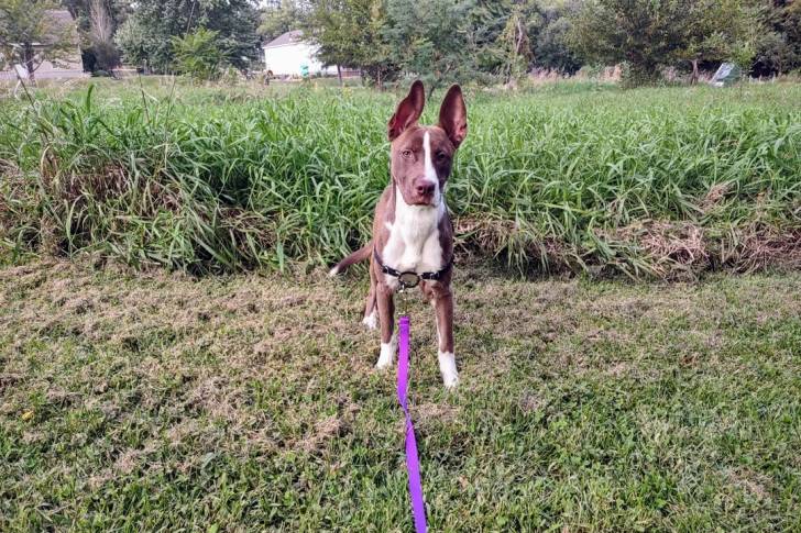 Un Kelpie Shepherd sur une surface herbacée et qui est tenu en laisse 