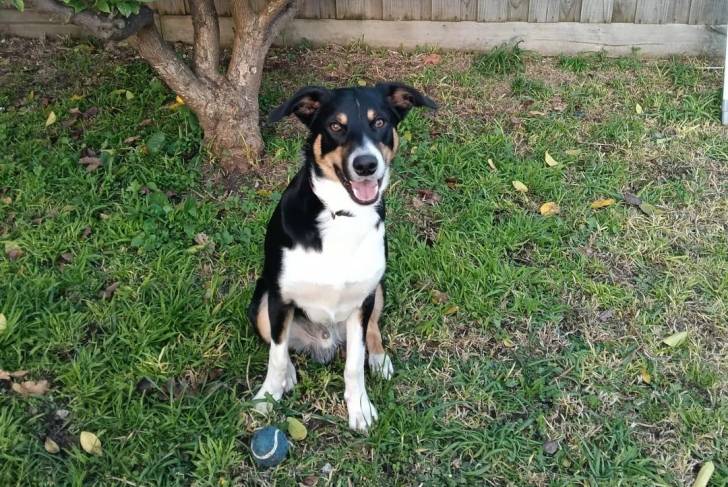 Un Kelpie Shepherd assis sur une surface gazonnée et ayant la gueule ouverte 