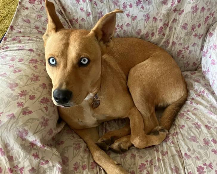 Un Kelpie Shepherd allongé dans un panier et portant un collier autour du cou