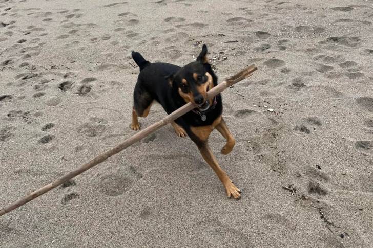 Un Kelpie Shepherd portant un collier autour du cou et ayant un bâton dans sa gueule 