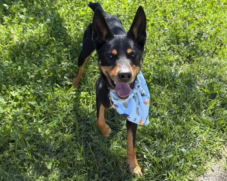 Un Kelpie Shepherd sur une surface herbacée et portant un foulard 
