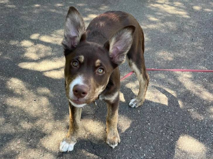 Un Kelpie Shepherd sur une surface bitumée et portant un collier autour du cou