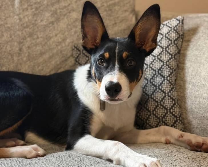 Un Kelpie Shepherd allongé sur un canapé et portant un collier autour du cou