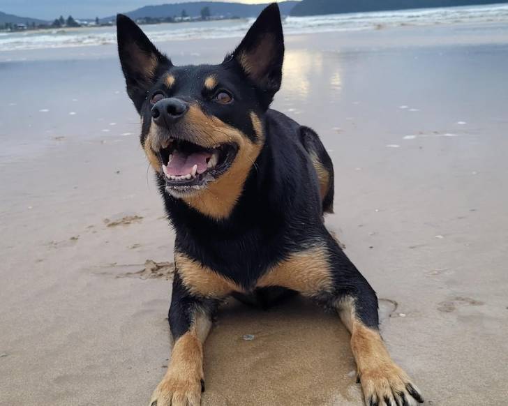 Un Kelpie Shepherd allongé sur une surface sableuse et ayant la gueule ouverte