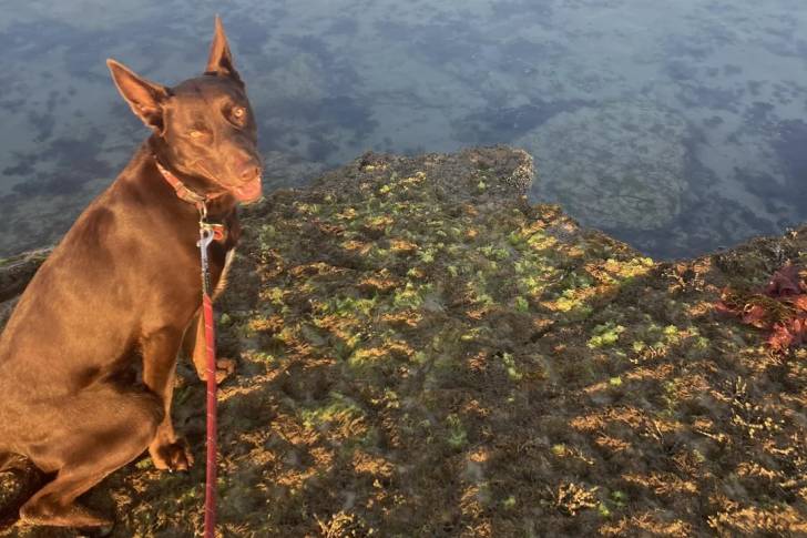 Un Kelpie Shepherd tirant la langue et qui est tenu en laisse 
