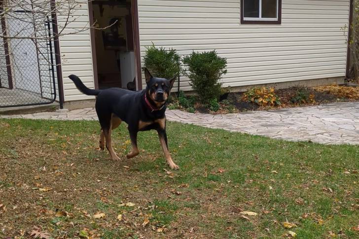 Un Kelpie Shepherd marchant sur une surface herbacée et portant un collier autour du cou
