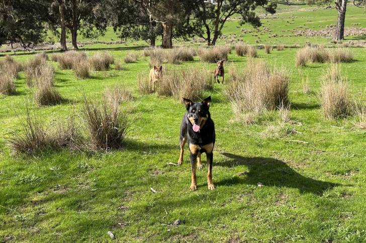 Trois Kelpie Shepherd sur une surface herbacée 