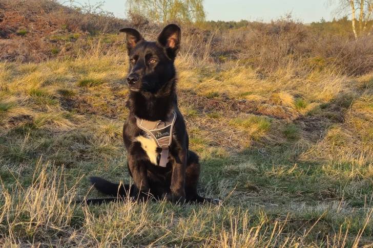 Un Kelpie Shepherd assis sur une surface herbacée et portant un harnais 