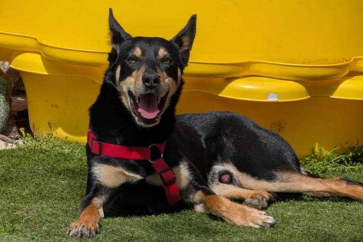 Un Kelpie Shepherd allongé sur une surface gazonnée et portant un harnais 