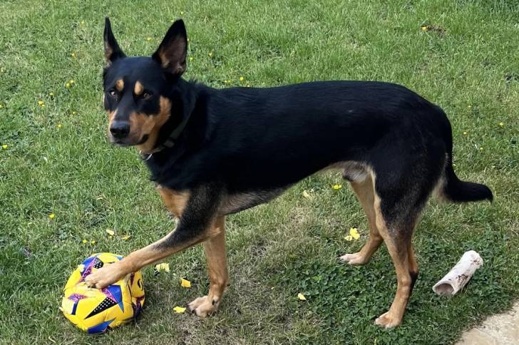 Un Kelpie Shepherd ayant la patte posée sur une balle et portant un collier autour du cou