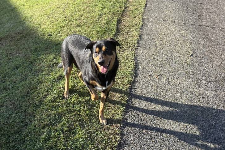 Un Kelpie Shepherd sur une surface gazonnée et tirant la langue 