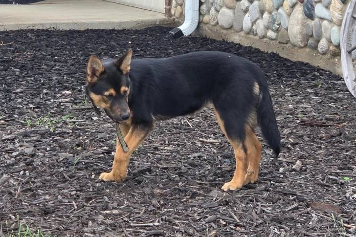 Un Kelpie Shepherd portant un collier autour du cou
