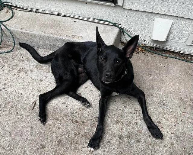 Un Kelpie Shepherd allongé sur une surface bétonnée et regardant vers la caméra 