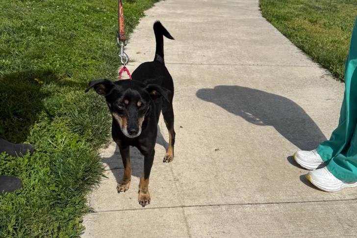 Un Kelpie Shepherd sur une surface bétonnée et qui est tenu en laisse 