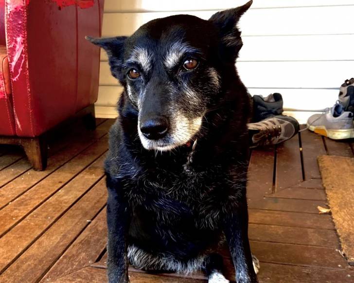 Un Kelpie Shepherd assis sur un plancher et regardant vers la caméra 