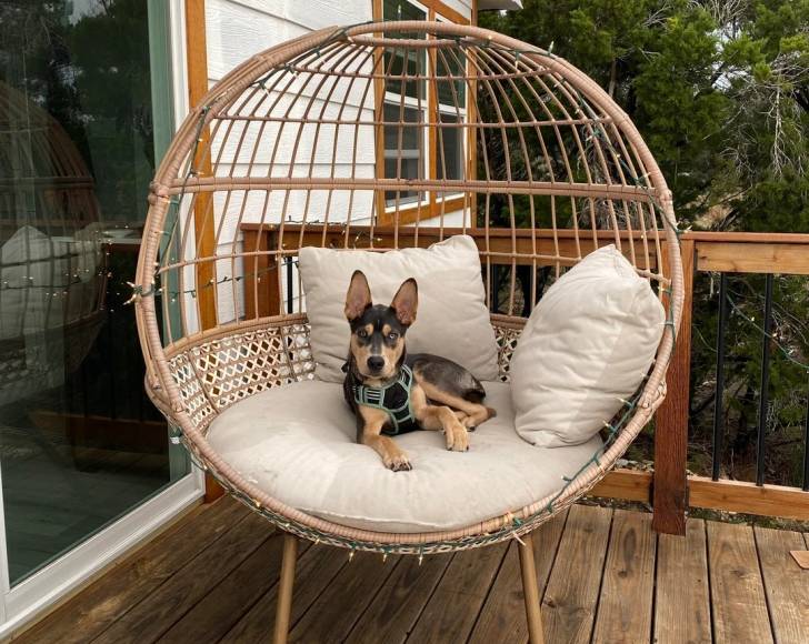 Un Kelpie Shepherd allongé sur un fauteuil suspendu en rotin et portant un harnais 