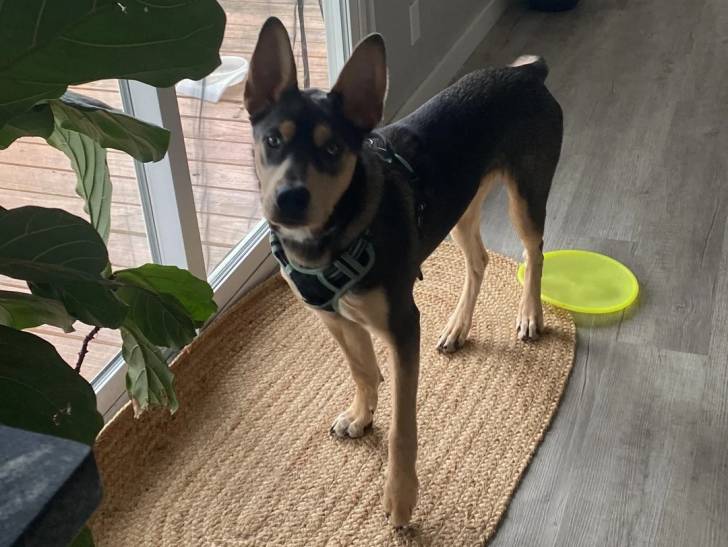 Un Kelpie Shepherd sur un tapis et portant un harnais 