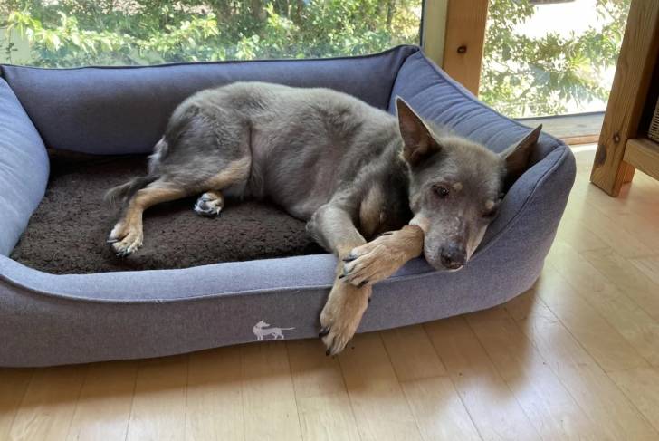 Un Kelpie Shepherd allongé dans un panier 