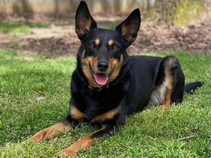 Un Kelpie Shepherd allongé sur une surface gazonnée et portant un collier autour du cou