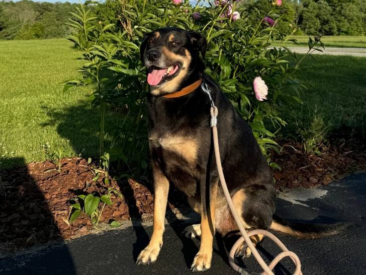Un Kelpie Shepherd tirant la langue et qui est tenu en laisse 