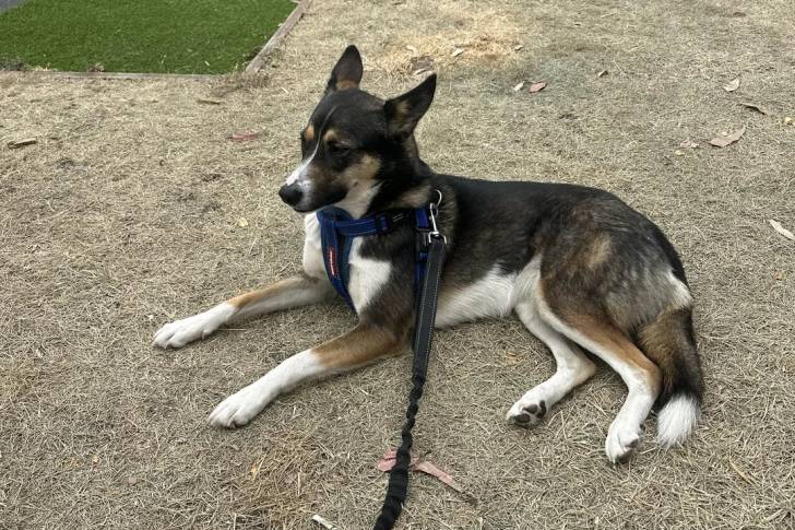 Un Kelpie Shepherd allongé sur une surface herbacée et qui est tenu en laisse 