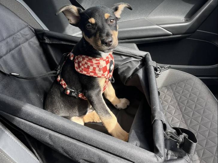 Un Kelpie Shepherd assis dans un panier et qui est tenu en laisse 