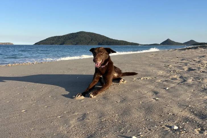 Un Kelpie Shepherd allongé sur une surface sableuse et portant un collier autour du cou
