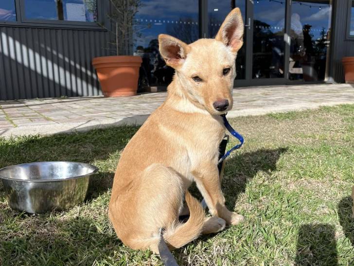Un Kelpie Shepherd assis sur une surface gazonnée et qui est tenu en laisse 