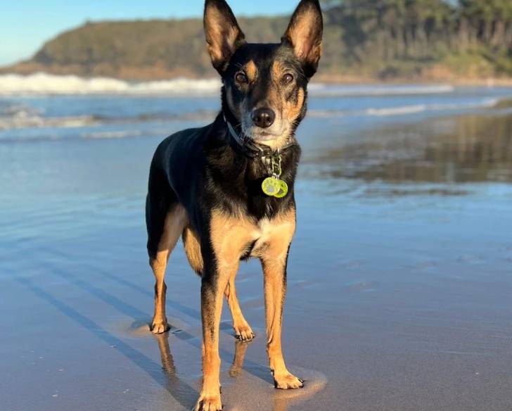 Un Kelpie Shepherd sur une surface sableuse et portant un collier autour du cou