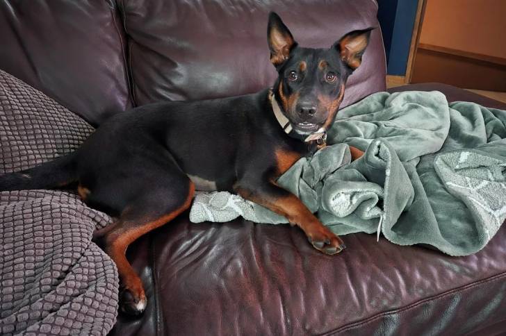 Un Kelpie Shepherd allongé sur un canapé et portant un collier autour du cou