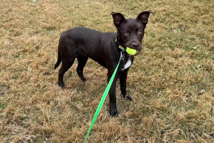 Un Kelpie Shepherd ayant une balle dans sa gueule et qui est tenu en laisse