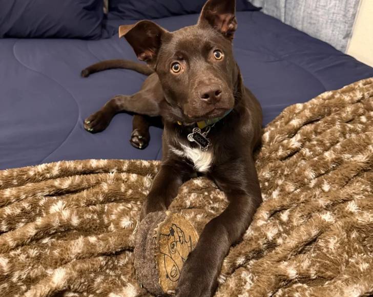 Un Kelpie Shepherd allongé sur un lit et portant un collier autour du cou