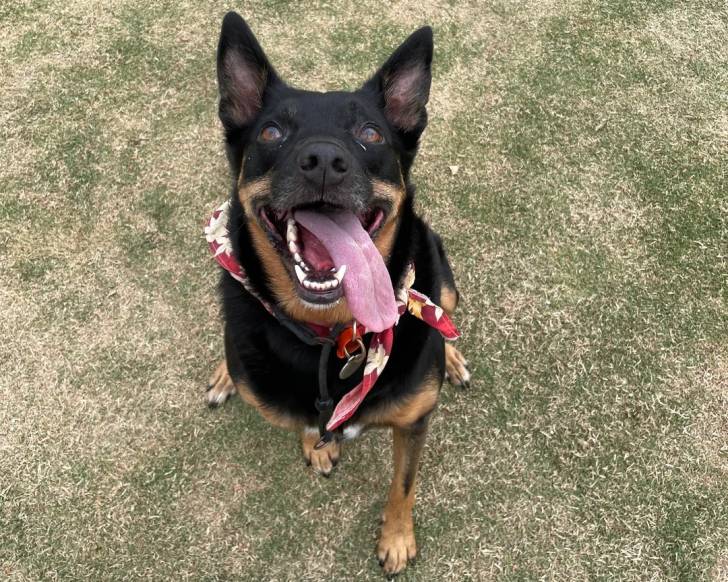 Un Kelpie Shepherd ayant la langue pendante et portant un collier autour du cou
