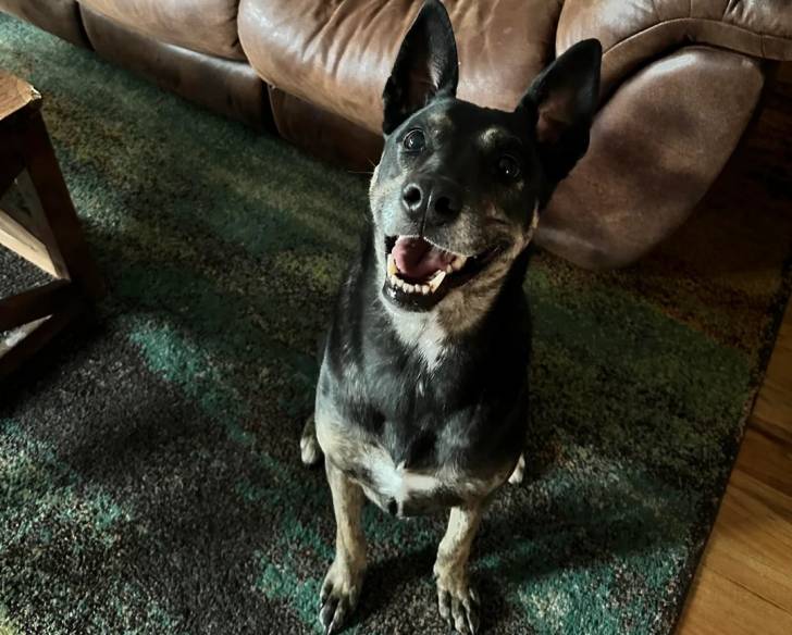 Un Kelpie Shepherd assis sur un tapis et ayant la gueule ouverte