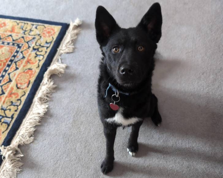 Un Kelpie Shepherd assis sur une moquette et portant un collier autour du cou