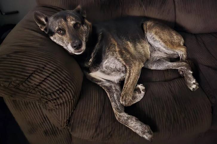 Un Kelpie Shepherd allongé sur un canapé 